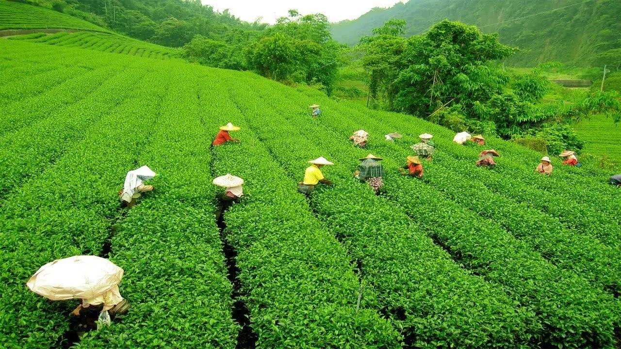 Darjeeling-Tea-estate