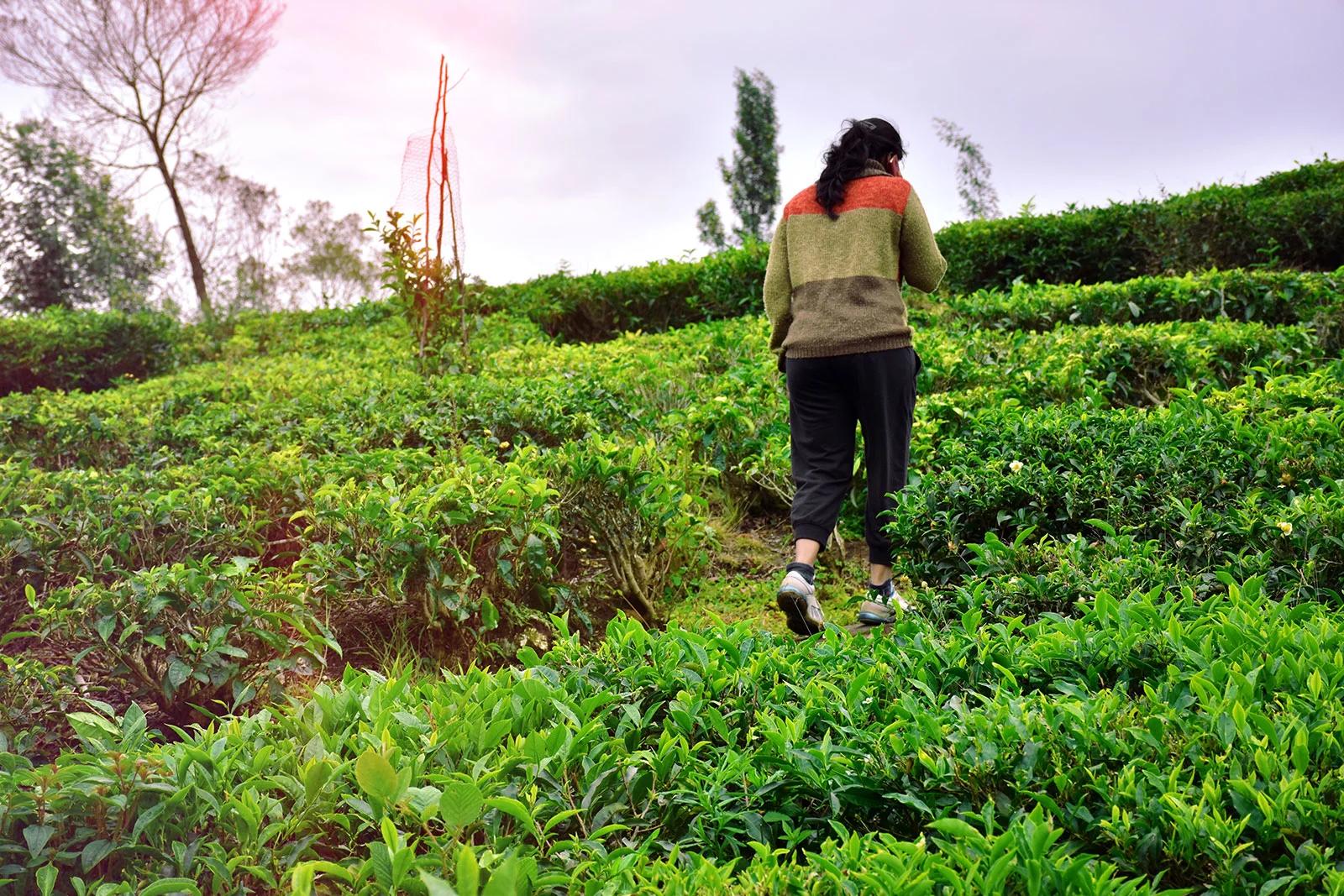 plantationwalk