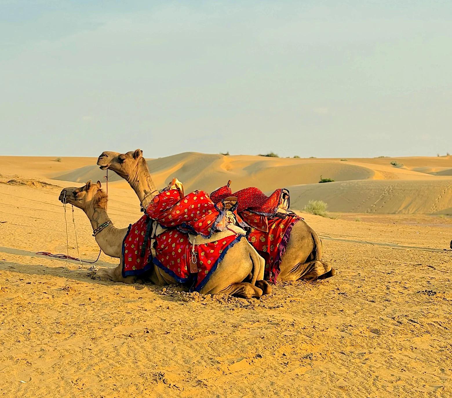 Rajasthan4_5061