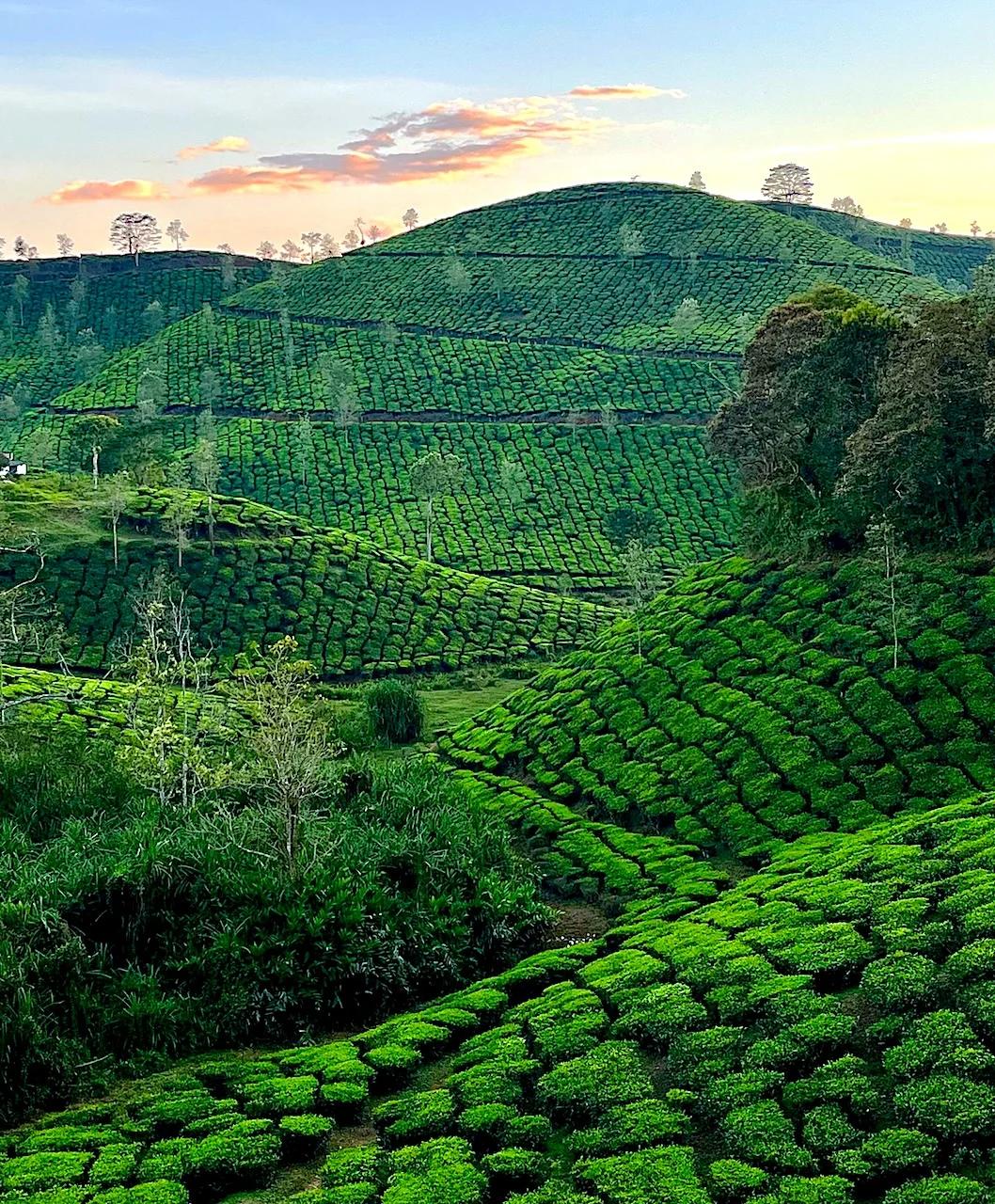 ooty6_0297