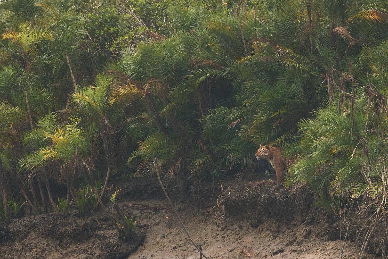 Sunderbans 1