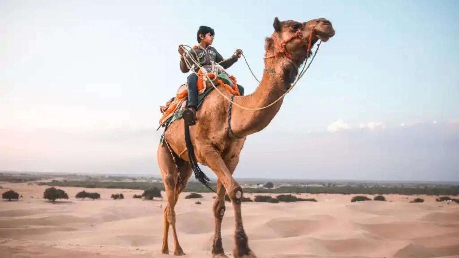 jaisalmer_camel_safari_9704