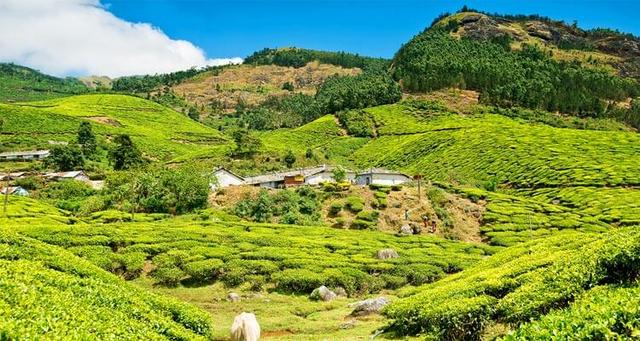 Kolukkumalai Peak, Sunrise, Sunset, Trek, View Point, Time