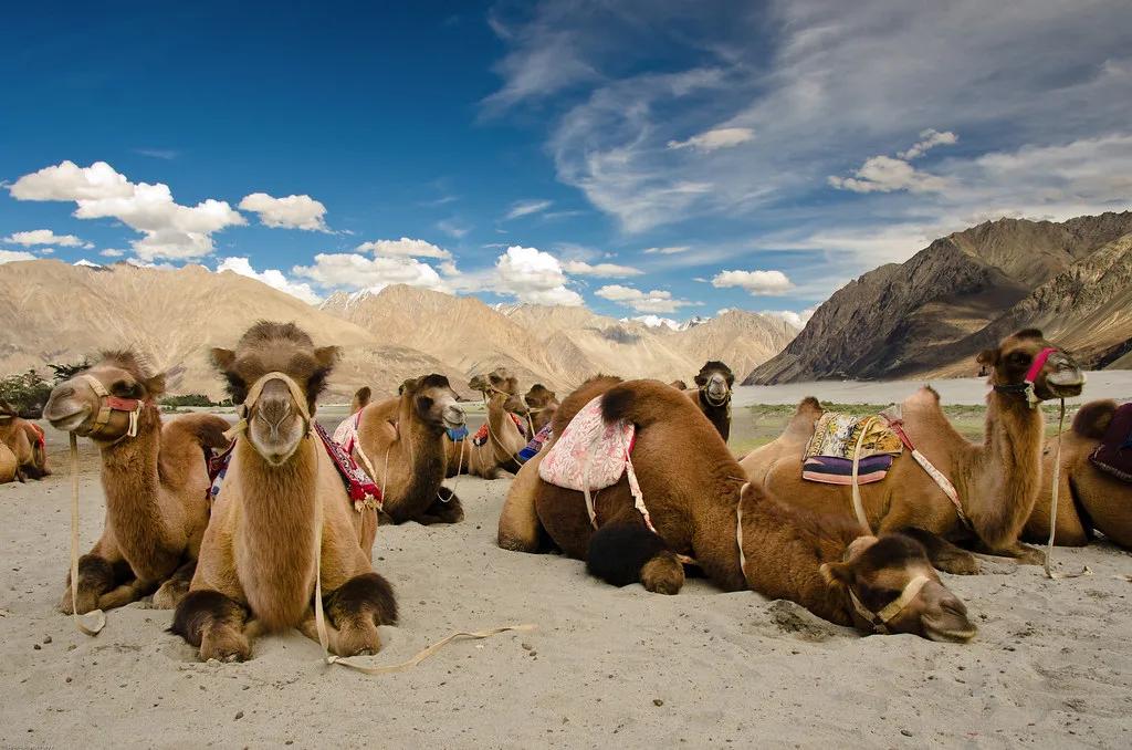 06_Days_Ladakh_Sightseeing_1680003762185.jpeg